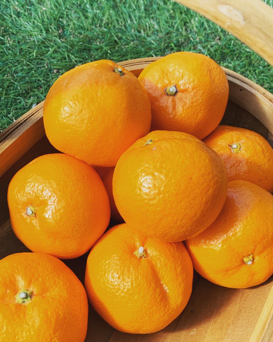 美味しいみかんがたくさんあったので、リキュールを作ってみました！

イタリアのレモンのリキュールで《リモンチェッロ》というのがありますが、それにちなんで《みかんチェッロ》です！
まだまだ漬け込みはじめたところなので、あと20日ほどはかかるかなー
解禁日には、またお知らせしますね！お楽しみに！