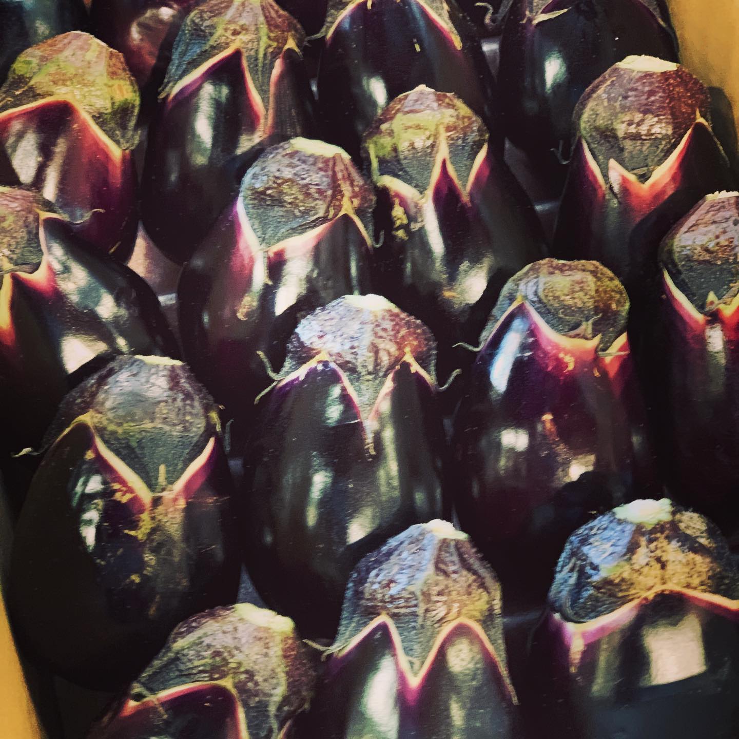 泉州産の水ナス
ツヤツヤと黒光りして、とっても立派
ナスは本来、アクが強くて生食には向いていないのですが、水ナスはアクが少なく、水分を多く含んで甘みもあるので、生食可能なんです(*⁰▿⁰*)
TSUMIKI特製バーニャカウダーや、サラダにしてご提供しています
今が旬のお野菜をぜひ食べてください！ ☆お知らせ☆
本日は、ご予約で満席となっております
ご迷惑をおかけしますが、よろしくお願いします。