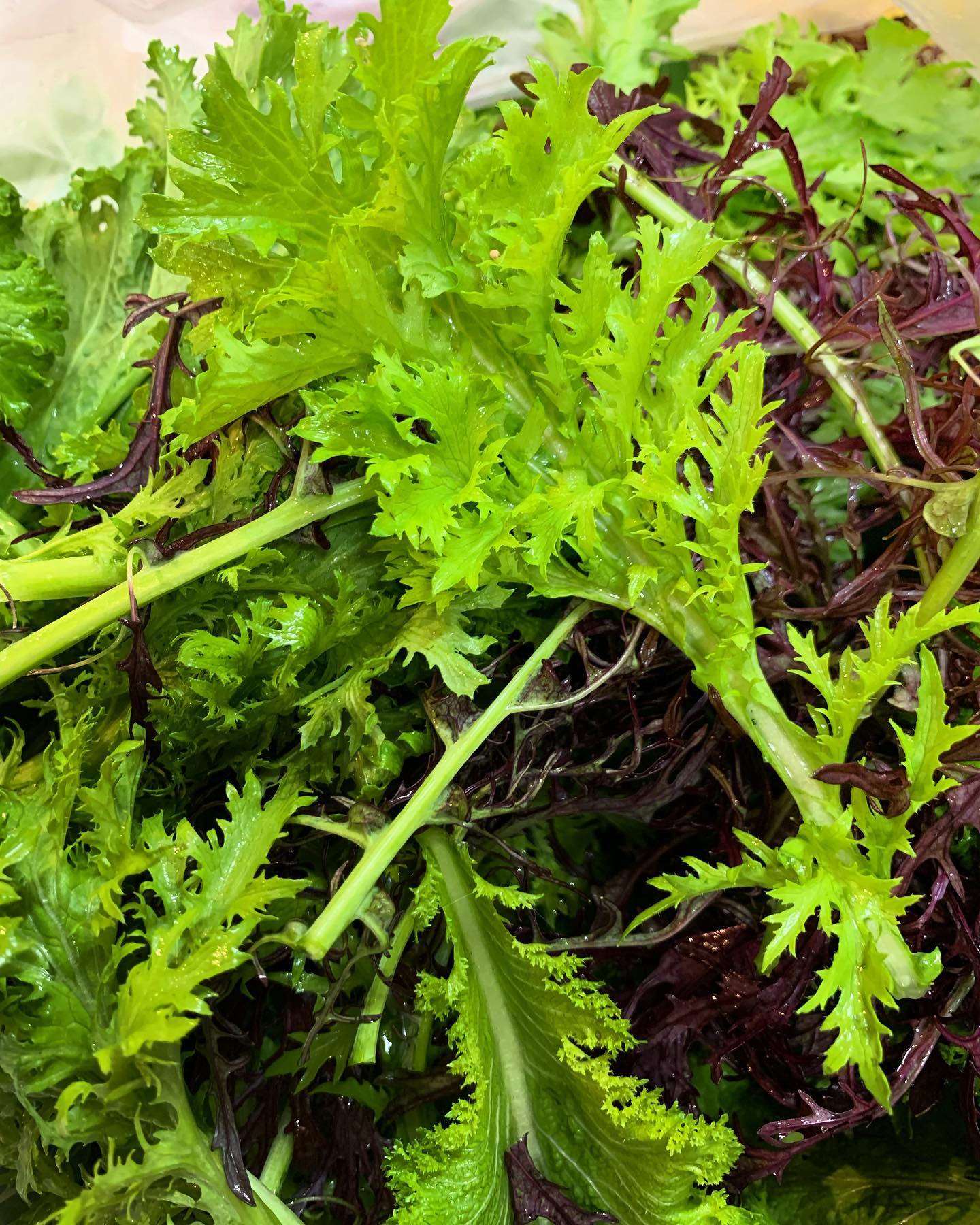契約農家さんの朝採れ新鮮野菜
みずみずしくて、味が濃く、食べ応えのあるお野菜です！！

お野菜が食べたくなったらTSUMIKIへ
サラダやバーニャカウダーでモリモリ食べてもらいたいです🥕