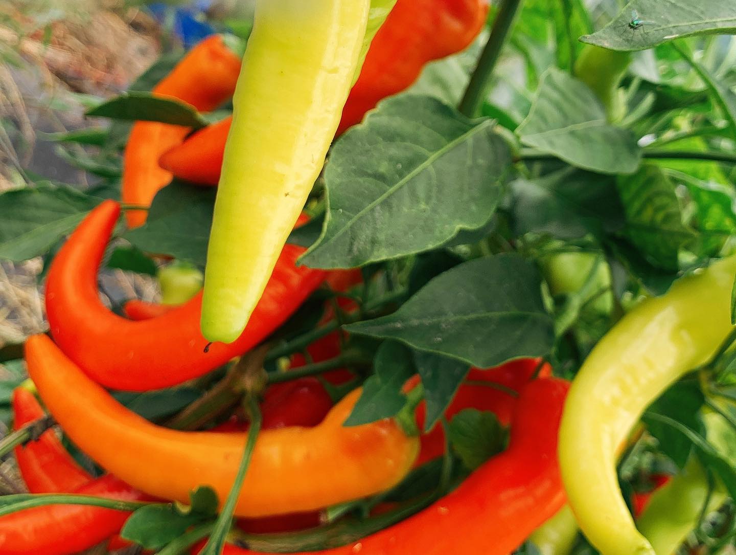 2022.08.26

先日の休業日に、長野県の契約農家さんの畑にお邪魔しました！

色とりどりの新鮮野菜をつまみ食いしながら畑をまわり、今回もたくさんのお野菜に出会いました

カラフルなバナナピーマン
アクが少なく、生でモリモリ食べられるナス
めちゃめちゃ小さいメロンきゅうり
真っ赤なビーツ
農家さんの太鼓判！味が濃いズッキーニ
糖度20度超えのトウモロコシ
肉厚のピーマン

などなど…
もいでは食べ、もいでは食べ…

超新鮮野菜をどんなメニューにしようか考えながら、たくさん仕入れました！

バーニャカウダーはもちろん、サラダやグリル野菜など、美味しく調理いたします！

TSUMIKIでお待ちしております