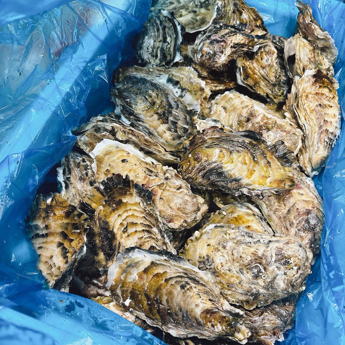 2024.6.1

生牡蠣入荷しました！
宮城県牡鹿郡女川町産のものです

実入りがしっかりしていて、とっても美味

本日より数量限定でディナータイムのみ　一個¥350で販売いたします️

無くなり次第終了です
お早めにご注文くださいm(_ _)m






#ワイン　